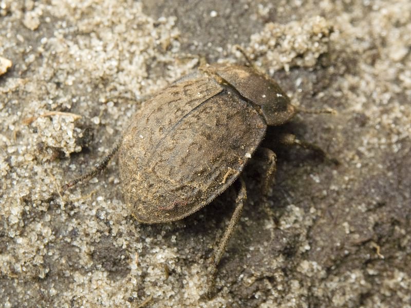 Asida lutosa Solier, 1836